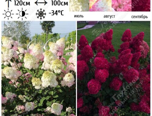 Гортензия метельчатая «Самарская Лидия»: Жемчужина селекции в вашем саду
