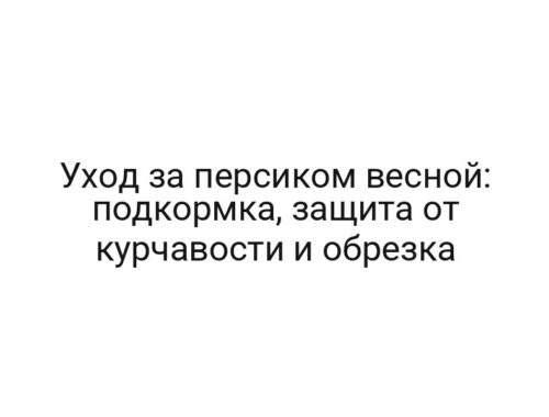 Уход за персиком весной: подкормка, защита от курчавости и обрезка