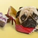 Как отучить собаку грызть обувь? Усатый-полосатый 😺 — Медиаплатформа МирТесен